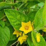 Lysimachia punctata Flower