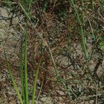 Juncus tenageia Alkat (teljes növény)