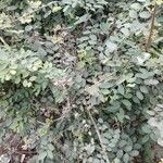 Phyllanthus reticulatus Листок