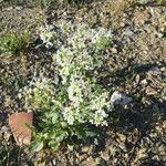 Lepidium draba Natur