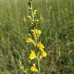 Linaria genistifolia Květ