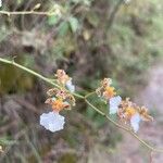 Tolumnia variegata Λουλούδι