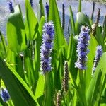 Pontederia cordata Кветка