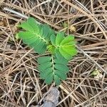 Phyllanthus urinaria Feuille