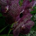 Vanda coerulescens Cvet