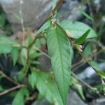 Persicaria mitis Leaf