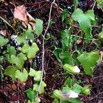 Maurandya scandens 葉