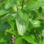 Ceanothus herbaceus Folha