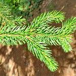 Picea engelmannii ഇല