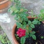 Rosa abietina Λουλούδι