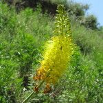 Eremurus stenophyllus Flower