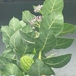 Calotropis proceraLeaf