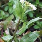 Calepina irregularis Leaf