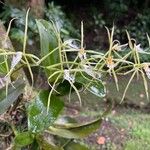 Epidendrum ciliare Квітка