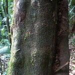 Ocotea nigra പുറംതൊലി