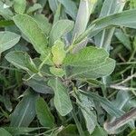 Ruellia tuberosa आदत