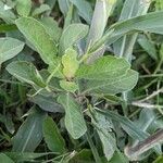 Ruellia tuberosa Habit