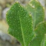 Biscutella arvernensis Nyingine