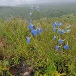 Delphinium leroyi 花