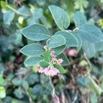 Symphoricarpos albusFloro