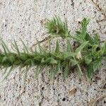 Sherardia arvensis Leaf