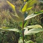 Asclepias syriaca Blatt