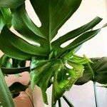 Monstera deliciosaLeaf