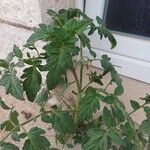 Solanum lycopersicum পাতা