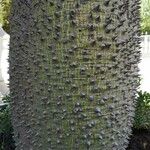 Ceiba speciosa 树皮