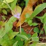 Murdannia nudiflora Çiçek