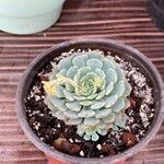 Echeveria minima List