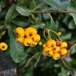 Pyracantha koidzumii Frucht