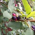 Amelanchier alnifolia Fruit