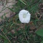 Merremia aegyptia Blomst