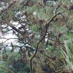 Pinus heldreichii Hábito