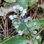 Alyssum montanum Frukto