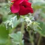 Potentilla nepalensis Flower