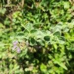 Mentha pulegium Leaf
