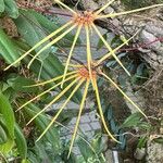 Bulbophyllum makoyanumКветка