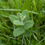 Mentha × villosa Hoja