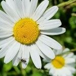 Leucanthemum ircutianumKukka