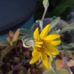 Heterotheca villosa 花