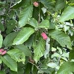 Magnolia acuminata Fruit