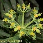 Euphorbia tuckeyana Alia