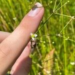 Alisma subcordatum Flower