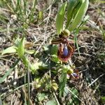 Ophrys speculum Habit