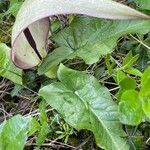 Arum maculatum Foglia