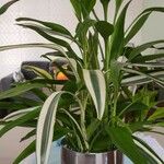 Dracaena braunii Hostoa