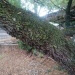 Searsia lancea Rinde