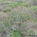 Heterotheca sessiliflora Habit